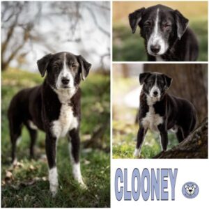 CLOONEY (♂) in 91438 Bad Windsheim - vermittelt