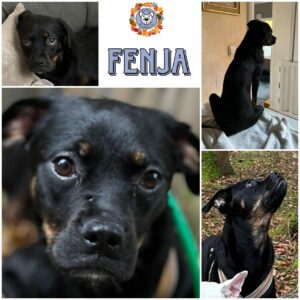 FENJA (♀) in 21521 Aumühle - vermittelt