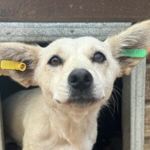 HEDY (♀) - ausgereist zum TST Rösrath