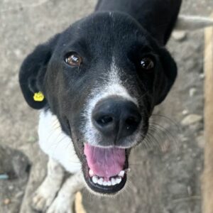 ALESSIO (♂) - RBB 11/24