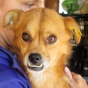 GADDO (♂)- ausgereist zum TST Rösrath