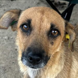 AMALA (♀) - sehr dünn - ausgereist zur Tierhilfe Lebenswert DR 22.11.24