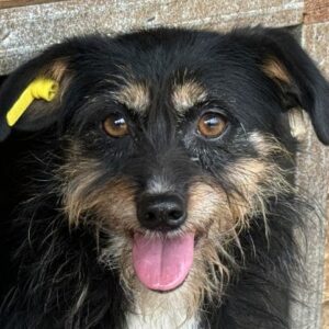 Tony (♂) - ausgereist zu Tiere in Not Odenwald e.V.