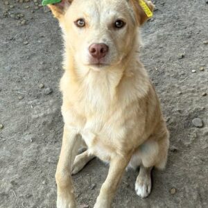 AISLINN (♀) - ausgereist zum TST Rösrath