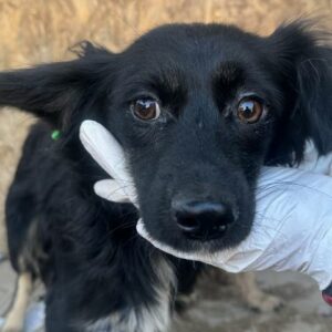 SKALDE (♂) - ausgereist zum TST Rösrath