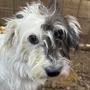 FLUSE (♀) - ausgereist zum TST Rösrath