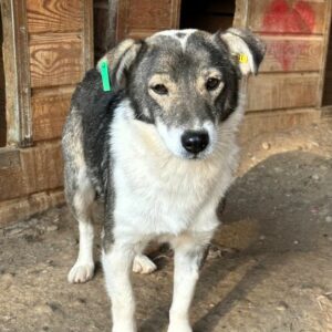 LUANO (♂) - auf PS im PLZ Bereich 12 (KK) - vermittelt