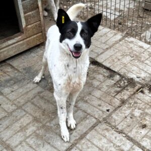 DIWALI (♀) - seit mind. 2022 im Shelter