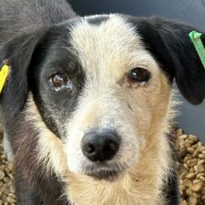 KIRSA (♀) - RBB 11/24