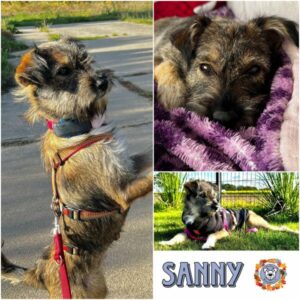 SANNY (♀) in 15306 Seelow - vermittelt