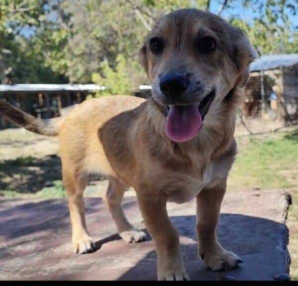 LOOPY (♂) - reserviert Tierhilfe Lebenswert DR - vermittelt 25.10.24 – Bild 10