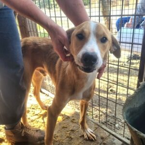 DIO (♂) - ausgereist zum TH Lingen