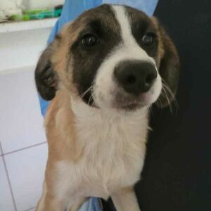 NAMO (♂) - ausgereist zur Tierhilfe Lebenswert