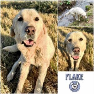 FLAKE - Gnadenplatzhund seit dem 24.09.2024 - RBB10/24