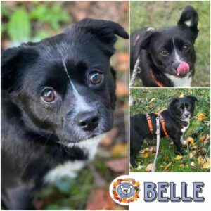 BELLE (♀) in 18311 Ribnitz Damgarten - vermittelt