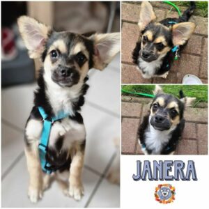 JANERA (♀) in 16515 Oranienburg - vermittelt