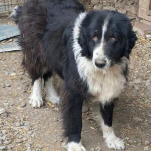 BRUTUS (♂) - entzündete Augen