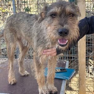 FRITZL (♂) - sollte dringend reisen