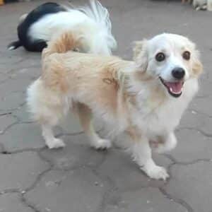 LETIZIA (♀) - auf PS im PLZ Bereich 32 - vermittelt