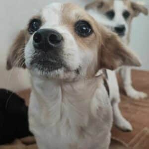 CARO (♀) - vermittelt MD