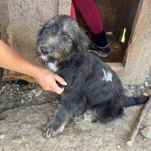 AMIRA (♀) - ausgereist zum TST Rösrath