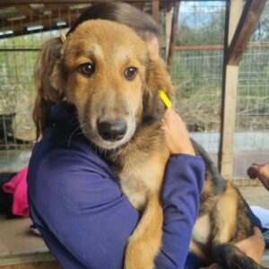 KEILA (♀) - ausgereist zum TST Rösrath