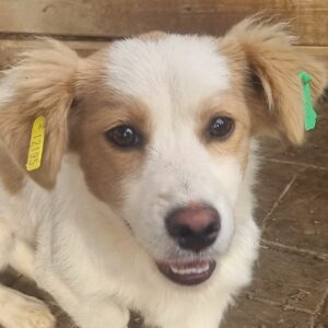 ASTREE (♀) - ausgereist zum TST Rösrath