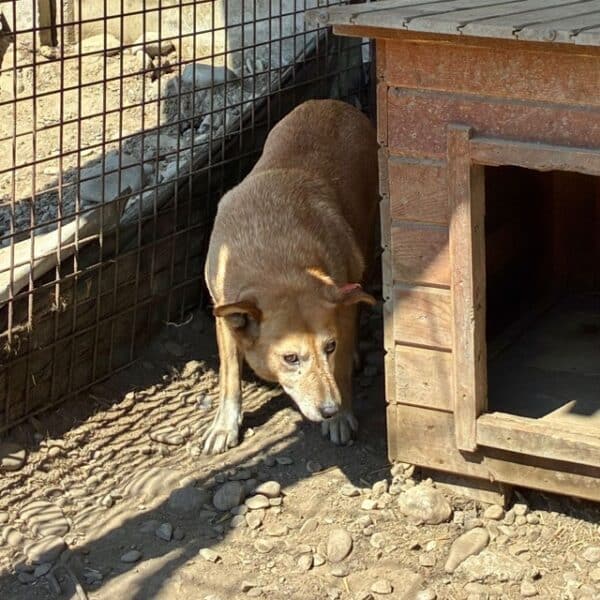 BORIS (♂) - müder Senior – Bild 10