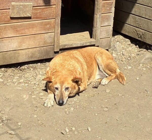 BORIS (♂) - müder Senior – Bild 2