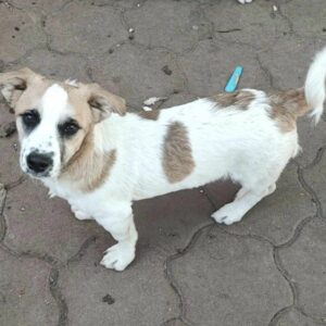 BATZI (♂) - reserviert Tierhilfe Lebenswert DR - vermittelt 25.10.24