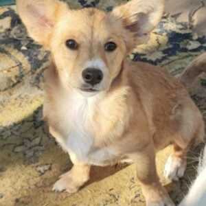 MARIECHEN (♀)  - reserviert Tierhilfe Lebenswert DR - vermittelt 08.11.24