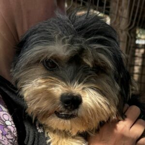 SUSY (♀) - ausgereist zum TST Rösrath