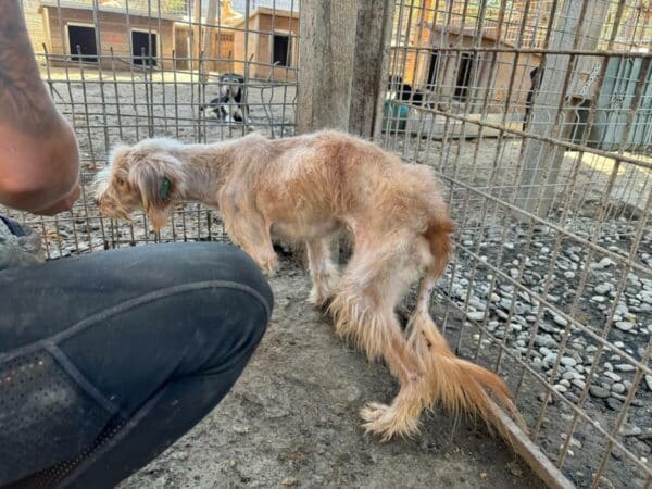 NADICO (♂) - ausgereist zu Tiere in Not Odenwald e.V. (PM) – Bild 2