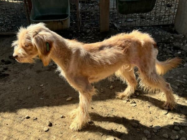 NADICO (♂) - ausgereist zu Tiere in Not Odenwald e.V. (PM) – Bild 4