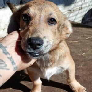 LOOPY (♂) - reserviert Tierhilfe Lebenswert DR - vermittelt 25.10.24