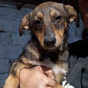 RINARA (♀) - reserviert Tierhilfe Lebenswert DR - vermittelt 25.10.24