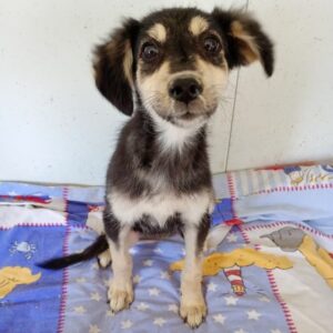 KIMANI (♀) - ausgereist zur Tierhilfe Lebenswert