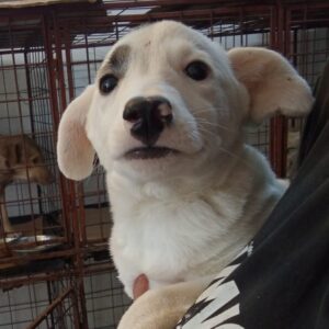 ENJA (♀) - reserviert Tierhilfe Lebenswert DR - vermittelt 08.11.24