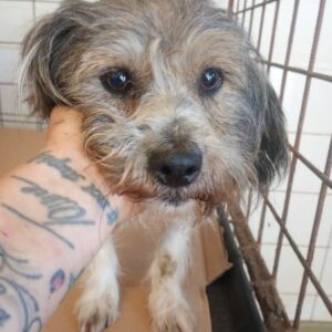 PAULI (♂) - ausgereist zu Vierbeiner in Not