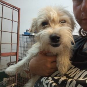 KIMMY (♀) - ausgereist zu Vierbeiner in Not