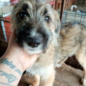 PAOLINA (♀) - reserviert Tierhilfe Lebenswert DR - vermittelt 08.11.24