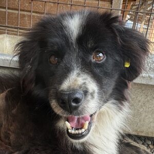 AMAURY (♂) - vermittelt JW