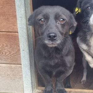 MONA-LISA (♀) - ausgereist zum TST Rösrath