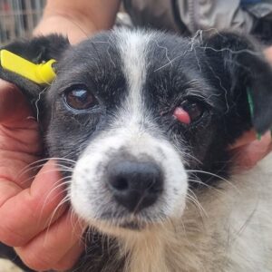 MARNY (♀) - ausgereist zum TST Rösrath