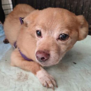 DOREL (♂)  - vermittelt LS