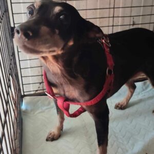 MONICA (♀)  - vermittelt LS