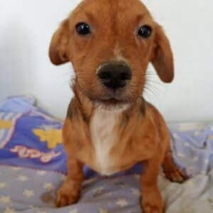 ROBERTO (♂) - ausgereist zur Schäferhundrettung e.V.