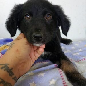 EMMELIN (♀) - reserviert Tierhilfe Lebenswert DR - vermittelt 08.11.24