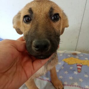 LUCIE (♀) - reserviert Tierhilfe Lebenswert DR - vermittelt 08.11.24