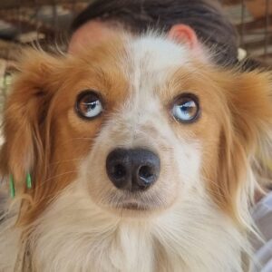 SPARKEY (♂) - ausgereist zum TST Rösrath